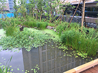 Killifish pond created as part of the roof garden-2