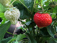 Pre-harvest strawberries
