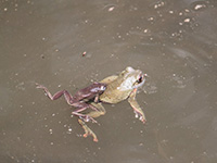 Swimming forest green frog