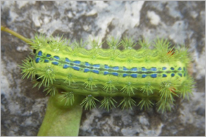Nettle caterpillar