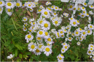 Annual fleabane