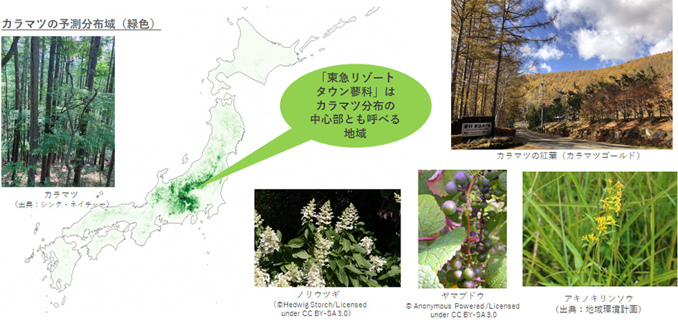 カラマツの予測分布域が緑色で塗られた日本地図とカラマツなどの植物の写真