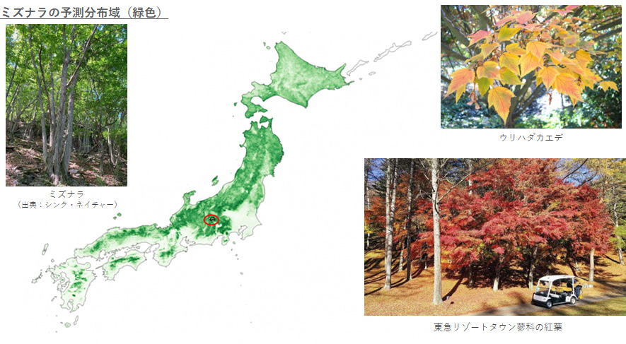 ミズナラの予測分布域が緑色で塗られた日本地図とミズナラなどの植物の写真