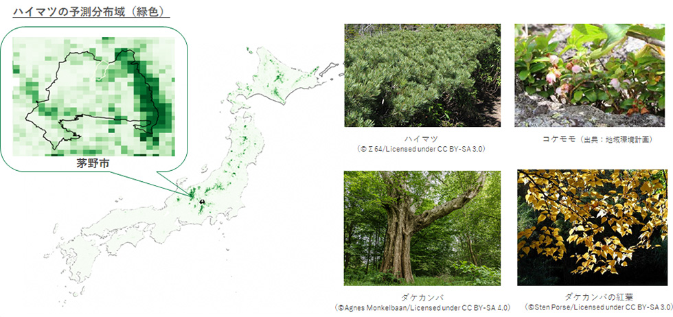 ハイマツの予測分布域が緑色で塗られた日本地図とハイマツなどの植物の写真