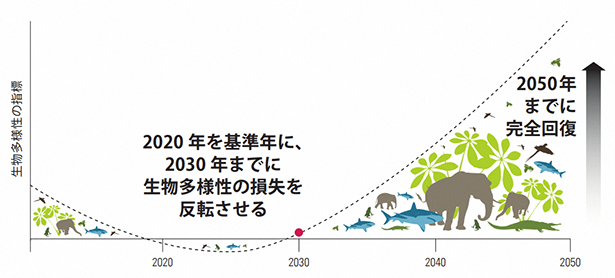 2020年を基準年に、2030年までに生物多様性の損失を反転させ、2050年までに完全回復させるグラフ