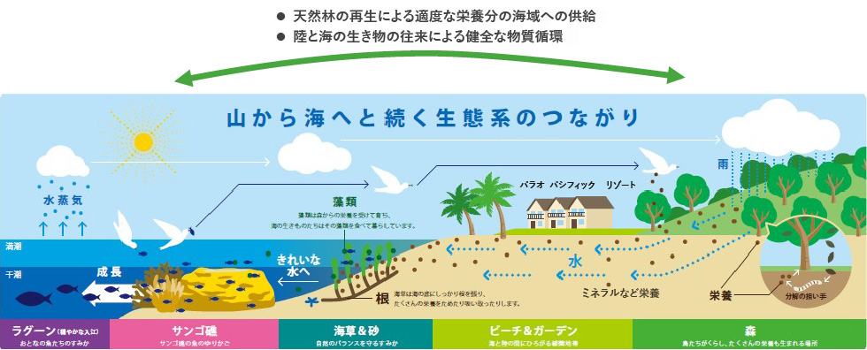 山から海へと連続する生態系のつながりを示した概念図。右側の森林で雨水が涵養され、栄養分やミネラルが土壌を通じて川や地下水として海へ流れ込む様子を描いている。森、ビーチとガーデン、海草と砂、サンゴ礁、ラグーンが連なり、根を張る植物や微生物、魚類、海鳥などが相互に関わりながら健全な物質循環を形成していることを示す。天然林の再生による適度な栄養分供給と、陸と海の生物の往来による生態系の維持が強調されている。