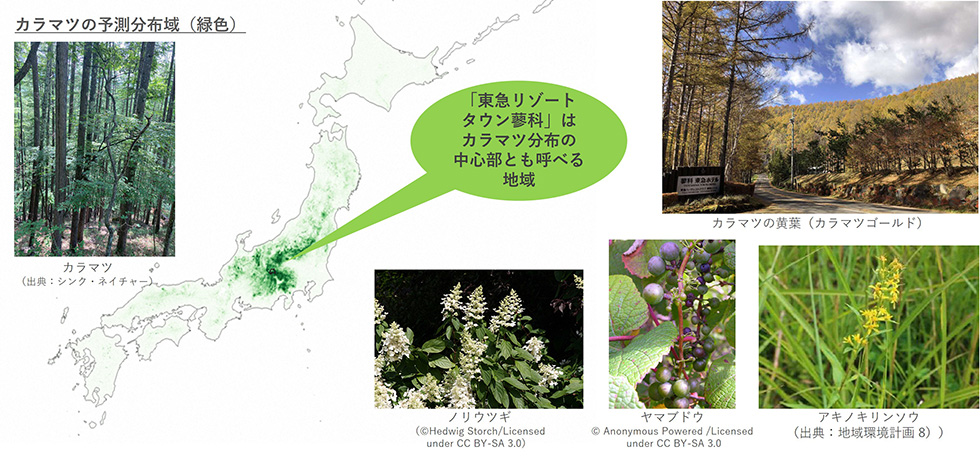 カラマツ林と生物多様性の分布を示した説明図。左にはカラマツ林の写真と、日本地図上に示したカラマツの予測分布域（緑色）があり、『東急リゾートタウン蓼科』がカラマツ分布の中心部といえる地域であることが吹き出しで示されている。右上には秋に黄葉したカラマツ林の景観写真、下部にはノリウツギ、ヤマブドウ、アキノキリンソウなど、周辺に見られる植物種の写真が配置されている。