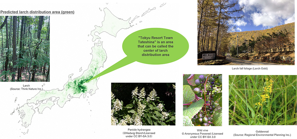 A map of Japan showing the predicted distribution area of larch in green. A dense distribution is visible around Nagano Prefecture, with a callout indicating that 'Tokyu Resort Town Tateshina' is located in what can be considered the center of the larch distribution area. Surrounding photos include a larch forest, autumn larch foliage, and examples of local plants such as panicled hydrangea, wild vine, and goldenrod.