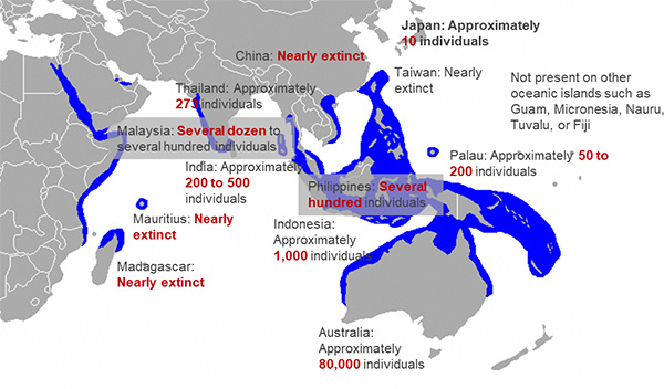 A map showing the habitat distribution of the dugong (Dugong dugon). Coastal areas across the Indian Ocean and western Pacific are highlighted in blue to indicate distribution range. Annotations provide estimated population sizes and conservation status by country, including approximately 10 individuals in Japan; nearly extinct in China, Taiwan, Mauritius, and Madagascar; about 273 individuals in Thailand; several dozen to several hundred in Malaysia; approximately 200 to 500 in India; several hundred in the Philippines; about 1,000 in Indonesia; approximately 50 to 200 in Palau; and about 80,000 in Australia. The map also notes that dugongs are not present on other oceanic islands such as Guam, Micronesia, Nauru, Tuvalu, and Fiji.