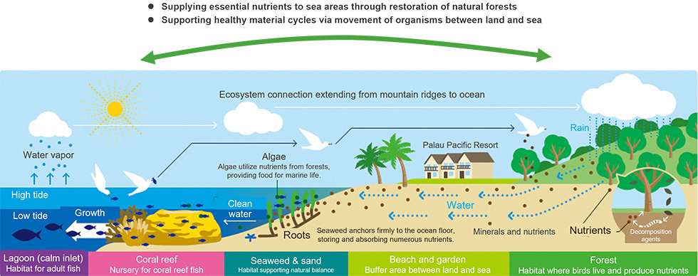 A conceptual diagram illustrating the ecosystem connection extending from mountain ridges to the ocean. Forests, rivers, coastal areas, coral reefs, and lagoons are shown as an integrated system, with rain and water flow transporting minerals and nutrients from land to sea. In forests, decomposition generates nutrients, and the movement of birds and other organisms supports material cycles between land and sea. Along the coast, seaweed and sandy areas retain nutrients, while coral reefs and lagoons provide habitats for fish growth. 'Palau Pacific Resort' is depicted along the coastline within this connected system, highlighting how forest restoration supplies essential nutrients to marine areas and supports healthy ecological cycles.