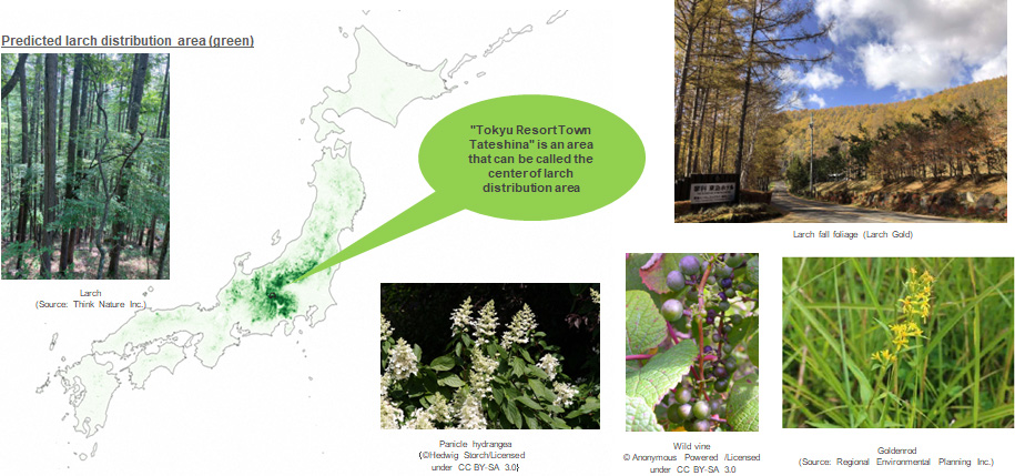 predicted larch distribution area (green)