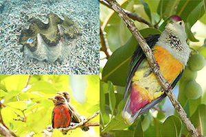 Photos of shellfish and wild birds. The shellfish are shown living on the seabed in shallow water, while colorful wild birds are perched among green foliage. The images illustrate biodiversity in both marine and terrestrial environments.