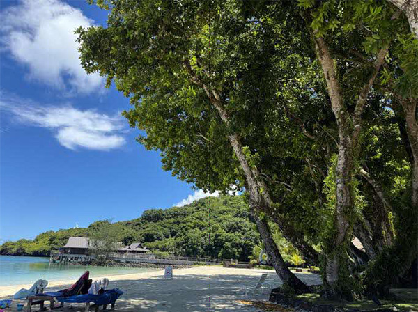 A coastal forest along a shoreline. Large trees grow beside the sandy beach, providing shade that extends to the water’s edge. Calm seas and green hills are visible in the background, illustrating a coastal environment protected by surrounding vegetation.