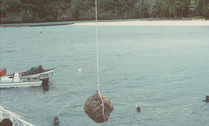 A coral transplantation activity at sea. A coral is suspended by a rope and being lowered into the water, while workers in the surrounding area monitor the underwater operation. The image shows an effort aimed at marine environmental conservation.
