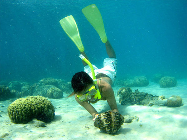 A giant clam release activity underwater. A snorkeler places a giant clam on the sandy seabed, with coral scattered around the area. The image represents an effort aimed at conserving and restoring the marine ecosystem.
