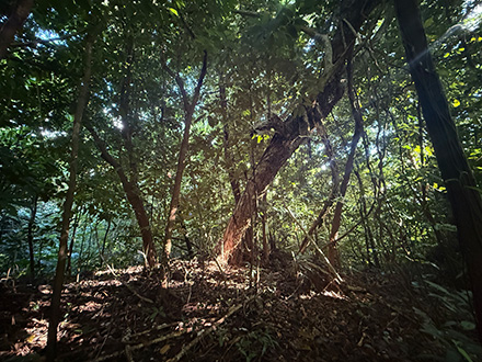 A view inside a natural forest. Trees of various sizes grow densely, with fallen leaves and undergrowth covering the forest floor. Sunlight filters through the canopy, showing a well-preserved and richly natural forest environment.