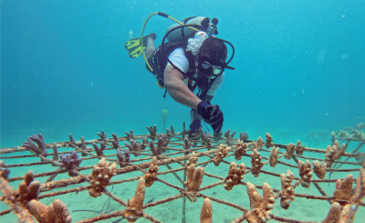A coral nursery installed underwater. A diver inspects and maintains coral fragments attached to a grid-like frame, showing cultivation work aimed at coral reef restoration and conservation.