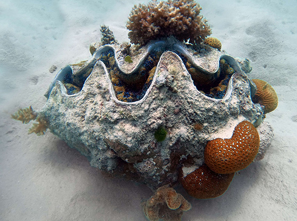 A giant clam resting on the seabed. The large, open shell is surrounded by corals and marine organisms, set on a sandy shallow seafloor. The image shows a large bivalve species that plays an important role in the marine ecosystem.