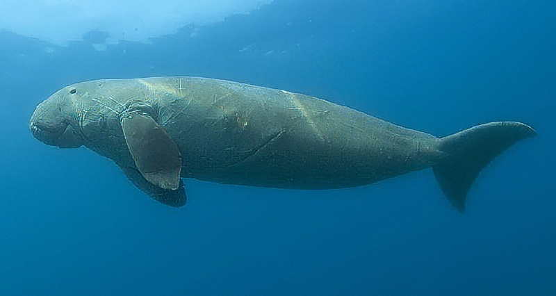 A Dugong dugon swimming calmly underwater. The animal has a large, streamlined body and a rounded tail fluke, moving slowly through the ocean on its own. The image shows a rare marine mammal that feeds primarily on seagrass.