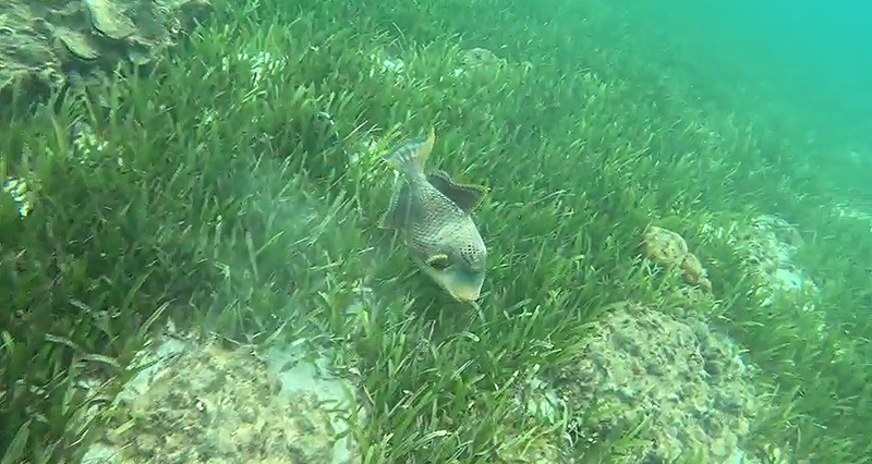 A seagrass meadow spreading across shallow coastal waters. Dense seagrass grows between rocks and sandy areas, with fish swimming among the blades, showing an important habitat that supports marine biodiversity.