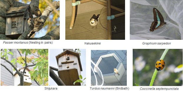 observation photographs (verification survey)