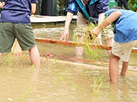 Rice-planting featuring resident participation (Rice Paddy Scene)